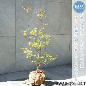 yizyhE_ccWzUP R`@H90 × }W50cm@ t V{c[ A   A a m K[fjO yz