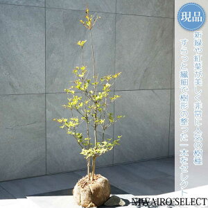 yizyhE_ccWzUP R`@H100 × }W40cm@ t V{c[ A   A a m K[fjO yz