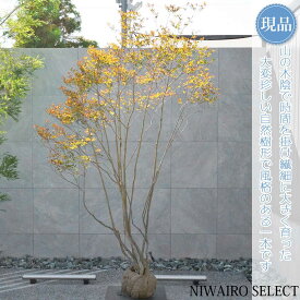 【現品】山採り【大型ドウダンツツジ】灯台躑躅 株立ち 自然風樹形　樹高H≒260 × 枝張W≒170cm　高木 落葉樹 シンボルツリー 植木 庭木 樹木 植栽 和風 洋風 ガーデニング おしゃれ【送料無料】