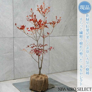 yizyhE_ccWzUP R`@H85 × }W50cm@ t V{c[ A   A a m K[fjO yz