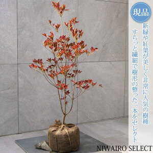 yizyhE_ccWzUP R`@H90 × }W50cm@ t V{c[ A   A a m K[fjO yz