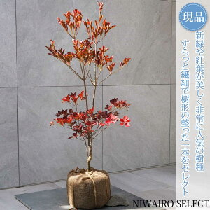 yizyhE_ccWzUP R`@H90 × }W40cm@ t V{c[ A   A a m K[fjO yz