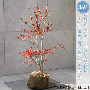 yizyhE_ccWzUP R`@H75 × }W50cm@ t V{c[ A   A a m K[fjO yz