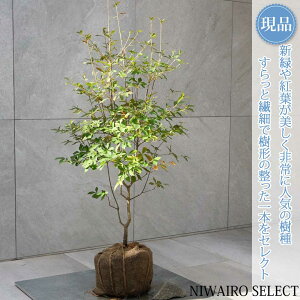 yizyhE_ccWzUP R`@H90 × }W40cm@ t V{c[ A   A a m K[fjO yz