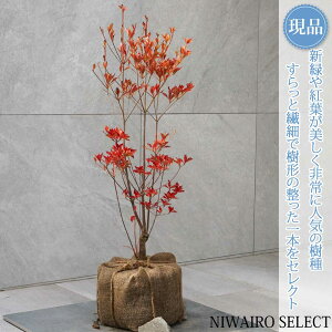 yizyhE_ccWzUP R`@H75 × }W30cm@ t V{c[ A   A a m K[fjO yz