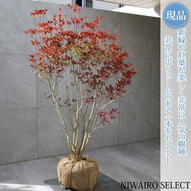 【現品】【ドウダンツツジ】灯台躑躅 本株立ち 自然風樹形　樹高H≒130 × 枝張W≒90cm　低木 落葉樹 シンボルツリー 植木 庭木 樹木 植栽 和風 洋風 ガーデニング おしゃれ【送料無料】