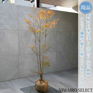 yizyhE_ccWzUP R`@H150 × }W70cm@ t V{c[ A   A a m K[fjO yz