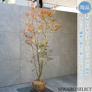 yizyhE_ccWzUP R`@H155 × }W80cm@ t V{c[ A   A a m K[fjO yz