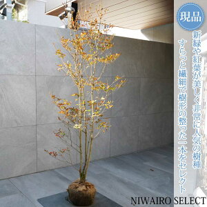 yizyhE_ccWzUP R`@H165 × }W70cm@ t V{c[ A   A a m K[fjO yz