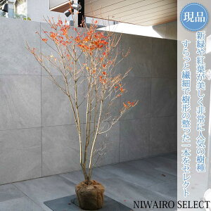 yizyhE_ccWzUP R`@H160 × }W100cm@ t V{c[ A   A a m K[fjO yz