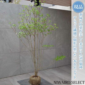 【現品】山採り【ドウダンツツジ】灯台躑躅 自然風樹形　樹高H≒155 × 枝張W≒110cm　低木 落葉樹 シンボルツリー 植木 庭木 樹木 植栽 和風 洋風 ガーデニング おしゃれ【送料無料】