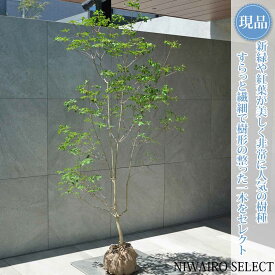 【現品】山採り【ドウダンツツジ】灯台躑躅 自然風樹形　樹高H≒170 × 枝張W≒80cm　低木 落葉樹 シンボルツリー 植木 庭木 樹木 植栽 和風 洋風 ガーデニング おしゃれ【送料無料】