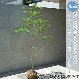 【現品】山採り【ドウダンツツジ】灯台躑躅 自然風樹形　樹高H≒170 × 枝張W≒85cm　低木 落葉樹 シンボルツリー 植木 庭木 樹木 植栽 和風 洋風 ガーデニング おしゃれ【送料無料】