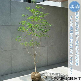 【現品】山採り【ドウダンツツジ】灯台躑躅 自然風樹形　樹高H≒155 × 枝張W≒85cm　低木 落葉樹 シンボルツリー 植木 庭木 樹木 植栽 和風 洋風 ガーデニング おしゃれ【送料無料】