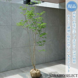 【現品】山採り【ドウダンツツジ】灯台躑躅 自然風樹形　樹高H≒160 × 枝張W≒70cm　低木 落葉樹 シンボルツリー 植木 庭木 樹木 植栽 和風 洋風 ガーデニング おしゃれ【送料無料】