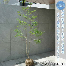 【現品】山採り【ドウダンツツジ】灯台躑躅 自然風樹形　樹高H≒170 × 枝張W≒85cm　低木 落葉樹 シンボルツリー 植木 庭木 樹木 植栽 和風 洋風 ガーデニング おしゃれ【送料無料】