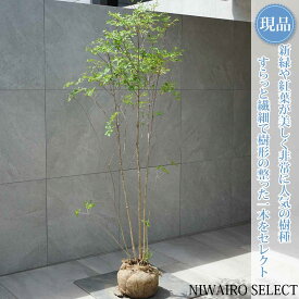 【現品】山採り【ドウダンツツジ】灯台躑躅 株立ち 自然風樹形　樹高H≒165 × 枝張W≒70cm　低木 落葉樹 シンボルツリー 植木 庭木 樹木 植栽 和風 洋風 ガーデニング おしゃれ【送料無料】