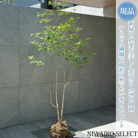 【現品】山採り【ドウダンツツジ】灯台躑躅 自然風樹形　樹高H≒165 × 枝張W≒80cm　低木 落葉樹 シンボルツリー 植木 庭木 樹木 植栽 和風 洋風 ガーデニング おしゃれ【送料無料】