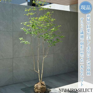 �y���i�z�R�̂�y�h�E�_���c�c�W�z�����U�P ���R�����`�@����H��165 × �}��W��80cm�@��� ���t�� �V���{���c���[ �A�� ��� ���� �A�� �a�� �m�� �K�[�f�j���O �������y���������z