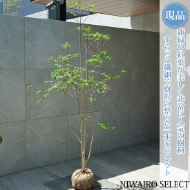 【現品】山採り【ドウダンツツジ】灯台躑躅 自然風樹形　樹高H≒170 × 枝張W≒90cm　低木 落葉樹 シンボルツリー 植木 庭木 樹木 植栽 和風 洋風 ガーデニング おしゃれ【送料無料】