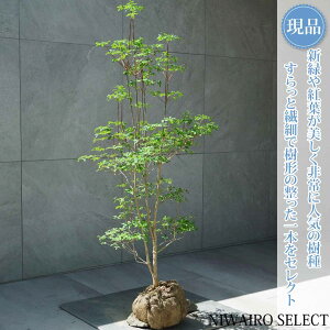 �y���i�z�y�h�E�_���c�c�W�z�����U�P ���R�����`�@����H��110 × �}��W��50cm�@��� ���t�� �V���{���c���[ �A�� ��� ���� �A�� �a�� �m�� �K�[�f�j���O �������y���������z