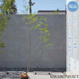 【現品】山採り【大型ドウダンツツジ】灯台躑躅 株立ち 自然風樹形　樹高H≒270 × 枝張W≒120cm　高木 落葉樹 シンボルツリー 植木 庭木 樹木 植栽 和風 洋風 ガーデニング おしゃれ【送料無料】