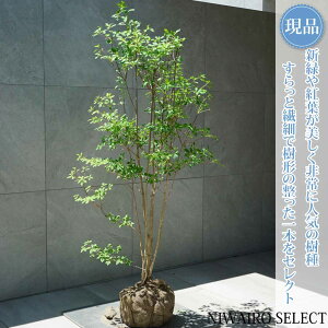 �y���i�z�y�h�E�_���c�c�W�z�����U�P ���R�����`�@����H��140 × �}��W��75cm�@��� ���t�� �V���{���c���[ �A�� ��� ���� �A�� �a�� �m�� �K�[�f�j���O �������y���������z