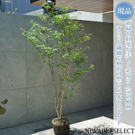 【現品】【ドウダンツツジ】灯台躑躅 自然風樹形　樹高H≒170 × 枝張W≒100cm　低木 落葉樹 シンボルツリー 植木 庭木 樹木 植栽 和風 洋風 ガーデニング おしゃれ【送料無料】