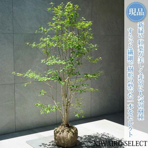 �y���i�z�y�h�E�_���c�c�W�z�����U�P ���R�����`�@����H��130 × �}��W��85cm�@��� ���t�� �V���{���c���[ �A�� ��� ���� �A�� �a�� �m�� �K�[�f�j���O �������y���������z