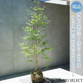 【現品】【ドウダンツツジ】灯台躑躅 自然風樹形　樹高H≒145 × 枝張W≒70cm　低木 落葉樹 シンボルツリー 植木 庭木 樹木 植栽 和風 洋風 ガーデニング おしゃれ【送料無料】