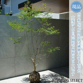 【現品】山採り【大型ドウダンツツジ】灯台躑躅 自然風樹形　樹高H≒185 × 枝張W≒130cm　高木 落葉樹 シンボルツリー 植木 庭木 樹木 植栽 和風 洋風 ガーデニング おしゃれ【送料無料】
