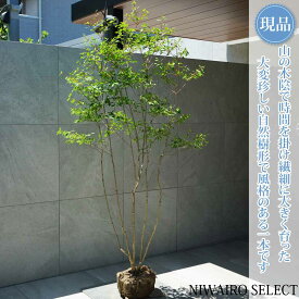 【現品】山採り【大型ドウダンツツジ】灯台躑躅 株立ち 自然風樹形　樹高H≒190 × 枝張W≒100cm　高木 落葉樹 シンボルツリー 植木 庭木 樹木 植栽 和風 洋風 ガーデニング おしゃれ【送料無料】