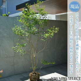 【現品】山採り【大型ドウダンツツジ】灯台躑躅 自然風樹形　樹高H≒200 × 枝張W≒120cm　高木 落葉樹 シンボルツリー 植木 庭木 樹木 植栽 和風 洋風 ガーデニング おしゃれ【送料無料】