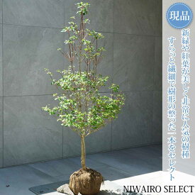 【現品】【ドウダンツツジ】灯台躑躅 自然風樹形　樹高H≒110 × 枝張W≒55cm　低木 落葉樹 シンボルツリー 植木 庭木 樹木 植栽 和風 洋風 ガーデニング おしゃれ【送料無料】