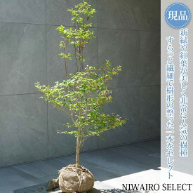 【現品】【ドウダンツツジ】灯台躑躅 自然風樹形　樹高H≒110 × 枝張W≒55cm　低木 落葉樹 シンボルツリー 植木 庭木 樹木 植栽 和風 洋風 ガーデニング おしゃれ【送料無料】