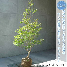 【現品】【ドウダンツツジ】灯台躑躅 自然風樹形　樹高H≒120 × 枝張W≒60cm　低木 落葉樹 シンボルツリー 植木 庭木 樹木 植栽 和風 洋風 ガーデニング おしゃれ【送料無料】