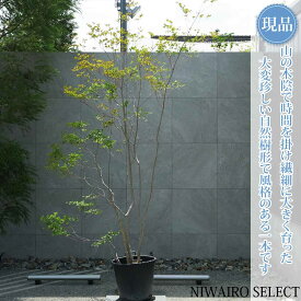 【現品】山採り【大型ドウダンツツジ】灯台躑躅 株立ち 自然風樹形　樹高H≒270 × 枝張W≒170cm　高木 落葉樹 シンボルツリー 植木 庭木 樹木 植栽 和風 洋風 ガーデニング おしゃれ【送料無料】