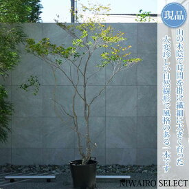 【現品】山採り【大型ドウダンツツジ】灯台躑躅 本株立ち 自然風樹形　樹高H≒265 × 枝張W≒160cm　高木 落葉樹 シンボルツリー 植木 庭木 樹木 植栽 和風 洋風 ガーデニング おしゃれ【送料無料】