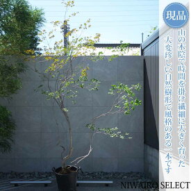 【現品】山採り【大型ドウダンツツジ】灯台躑躅 本株立ち 自然風樹形　樹高H≒330 × 枝張W≒230cm　高木 落葉樹 シンボルツリー 植木 庭木 樹木 植栽 和風 洋風 ガーデニング おしゃれ【送料無料】