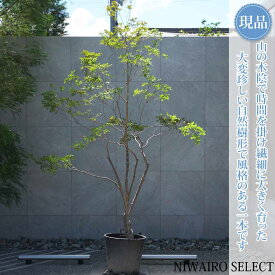 【現品】山採り【大型ドウダンツツジ】灯台躑躅 本株立ち 自然風樹形　樹高H≒260 × 枝張W≒180cm　高木 落葉樹 シンボルツリー 植木 庭木 樹木 植栽 和風 洋風 ガーデニング おしゃれ【送料無料】