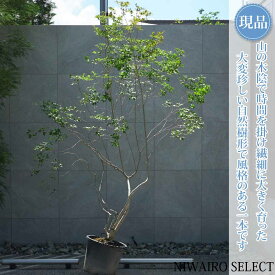 【現品】山採り【大型ドウダンツツジ】灯台躑躅 自然風樹形　樹高H≒230 × 枝張W≒170cm　高木 落葉樹 シンボルツリー 植木 庭木 樹木 植栽 和風 洋風 ガーデニング おしゃれ【送料無料】