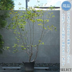 【現品】山採り【大型ドウダンツツジ】灯台躑躅 本株立ち 自然風樹形　樹高H≒240 × 枝張W≒200cm　高木 落葉樹 シンボルツリー 植木 庭木 樹木 植栽 和風 洋風 ガーデニング おしゃれ【送料無料】