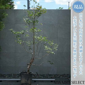【現品】山採り【大型ドウダンツツジ】灯台躑躅 自然風樹形　樹高H≒240 × 枝張W≒160cm　高木 落葉樹 シンボルツリー 植木 庭木 樹木 植栽 和風 洋風 ガーデニング おしゃれ【送料無料】