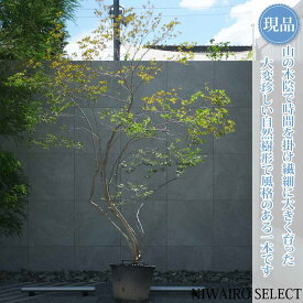 【現品】山採り【大型ドウダンツツジ】灯台躑躅 自然風樹形　樹高H≒290 × 枝張W≒220cm　高木 落葉樹 シンボルツリー 植木 庭木 樹木 植栽 和風 洋風 ガーデニング おしゃれ【送料無料】