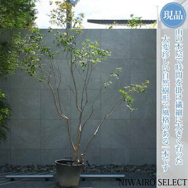 【現品】山採り【大型ドウダンツツジ】灯台躑躅 本株立ち 自然風樹形　樹高H≒270 × 枝張W≒220cm　高木 落葉樹 シンボルツリー 植木 庭木 樹木 植栽 和風 洋風 ガーデニング おしゃれ【送料無料】