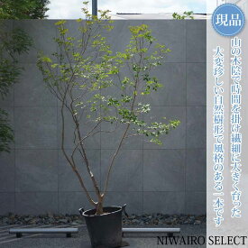 【現品】山採り【大型ドウダンツツジ】灯台躑躅 本株立ち 自然風樹形　樹高H≒220 × 枝張W≒140cm　高木 落葉樹 シンボルツリー 植木 庭木 樹木 植栽 和風 洋風 ガーデニング おしゃれ【送料無料】