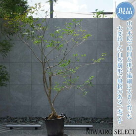 【現品】山採り【大型ドウダンツツジ】灯台躑躅 自然風樹形　樹高H≒235 × 枝張W≒180cm　高木 落葉樹 シンボルツリー 植木 庭木 樹木 植栽 和風 洋風 ガーデニング おしゃれ【送料無料】