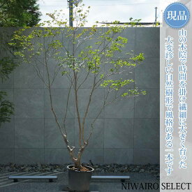 【現品】山採り【大型ドウダンツツジ】灯台躑躅 本株立ち 自然風樹形　樹高H≒245 × 枝張W≒180cm　高木 落葉樹 シンボルツリー 植木 庭木 樹木 植栽 和風 洋風 ガーデニング おしゃれ【送料無料】