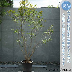 【現品】山採り【大型ドウダンツツジ】灯台躑躅 本株立ち 自然風樹形　樹高H≒230 × 枝張W≒160cm　高木 落葉樹 シンボルツリー 植木 庭木 樹木 植栽 和風 洋風 ガーデニング おしゃれ【送料無料】