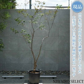 【現品】山採り【大型ドウダンツツジ】灯台躑躅 本株立ち 自然風樹形　樹高H≒240 × 枝張W≒140cm　高木 落葉樹 シンボルツリー 植木 庭木 樹木 植栽 和風 洋風 ガーデニング おしゃれ【送料無料】